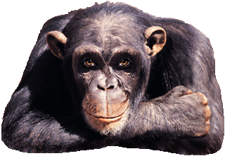 le singe